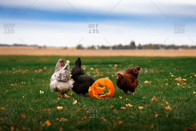 Three chickens eating from a busted jack-o-lantern pumpkin in a yard