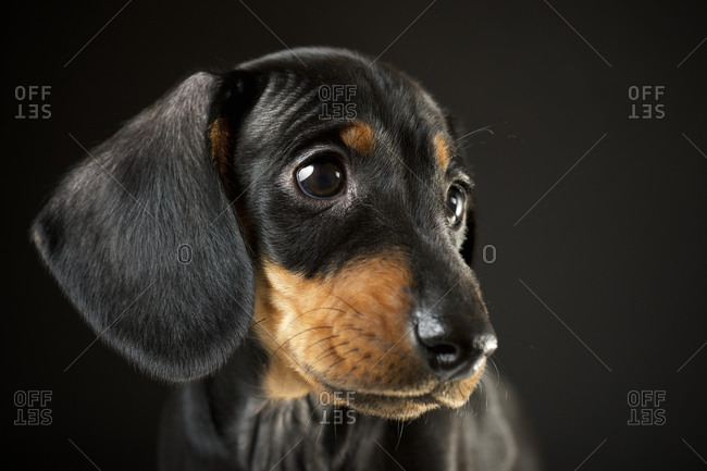 Portrait of a dachshund puppy.