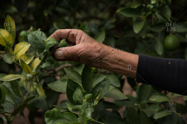A gardener picking flowers in a garden
