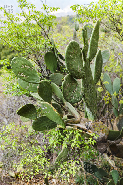 Fianarantsoa, Madagascar - October 13, 2019: Large cactus plant leaves painted with travelers signatures