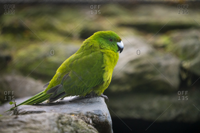 Close-up of antipodes island parakeet captive at te anau bird sanctuary, new zealand