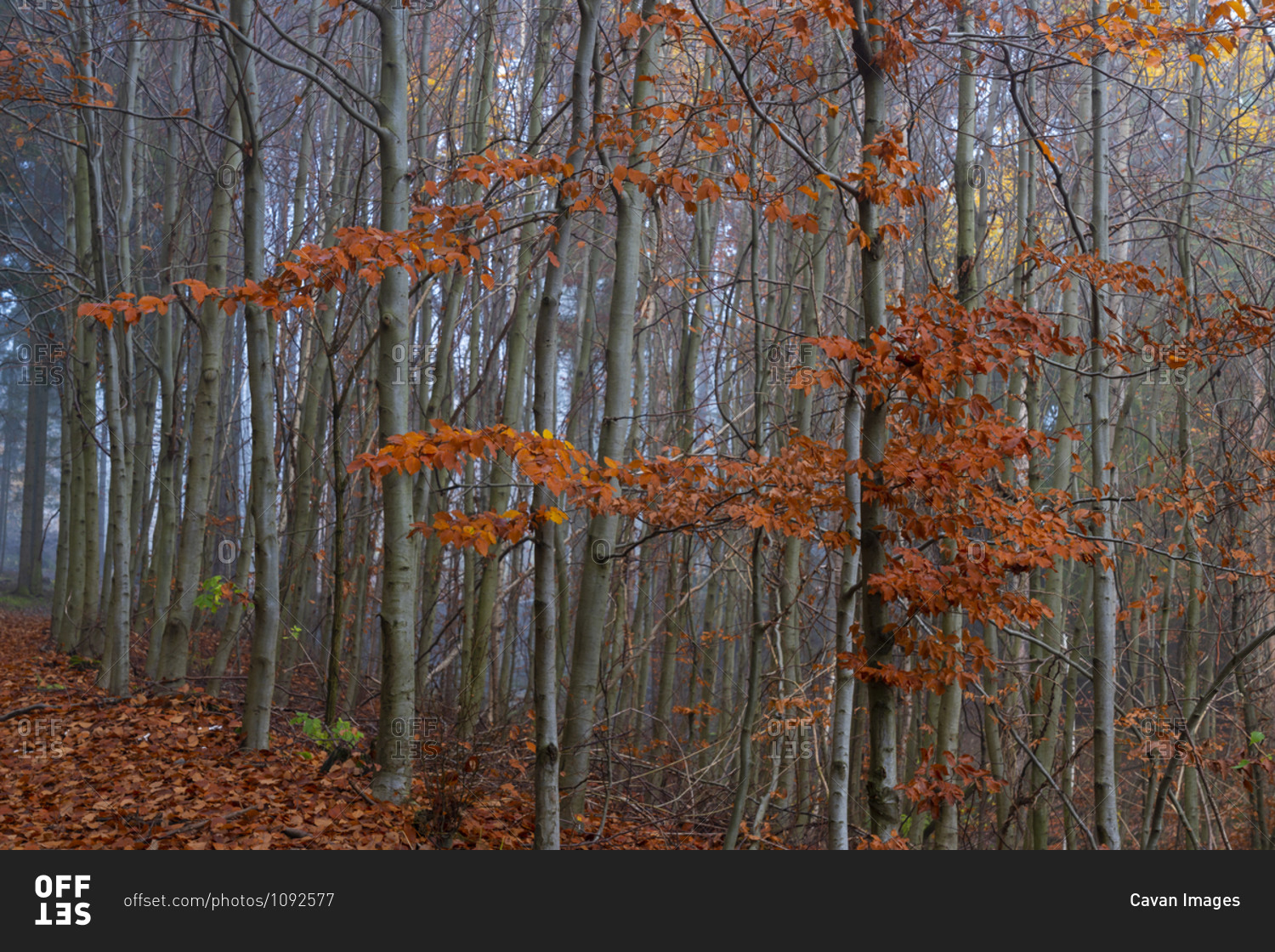 Trees with orange leaves in forest during autumn, central bohemian region, Czech republic