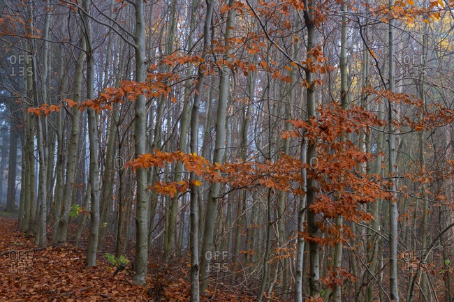 Trees with orange leaves in forest during autumn, central bohemian region, Czech republic