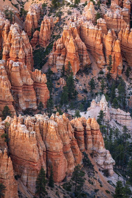 Forest in Bryce canyon surrounded by hoodoos, Bryce point, Bryce canyon national park, Utah, usa
