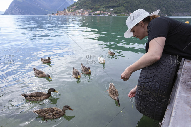 A female leaning over a dock feeding some ducks on a lake in italy