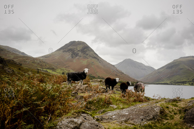 Group of sheep looking at camera in the lake district national p