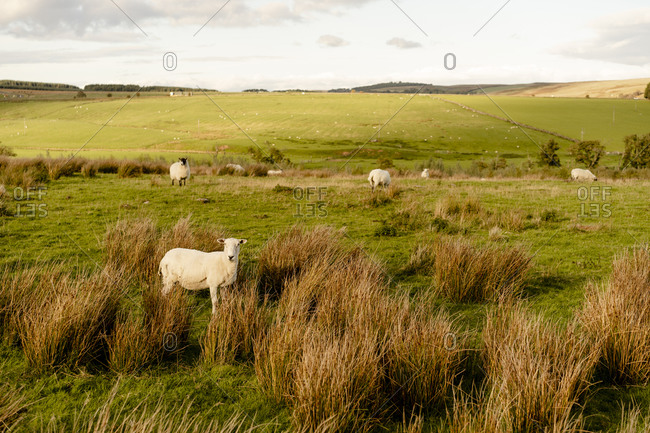 Sheep in the english countryside at sunset