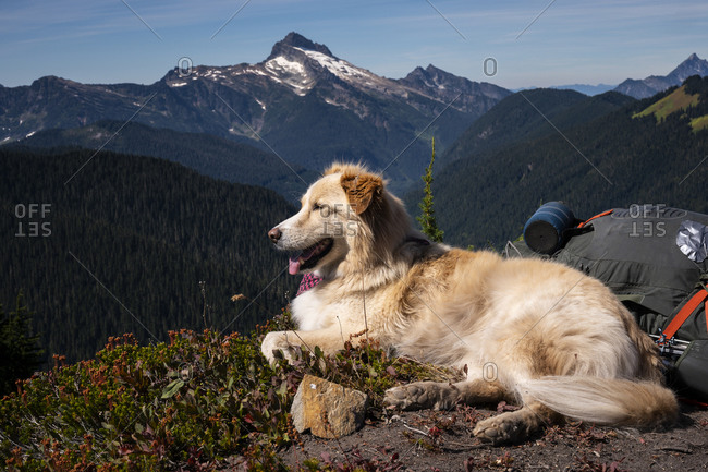 Cute dog laying in the mountains with epic view