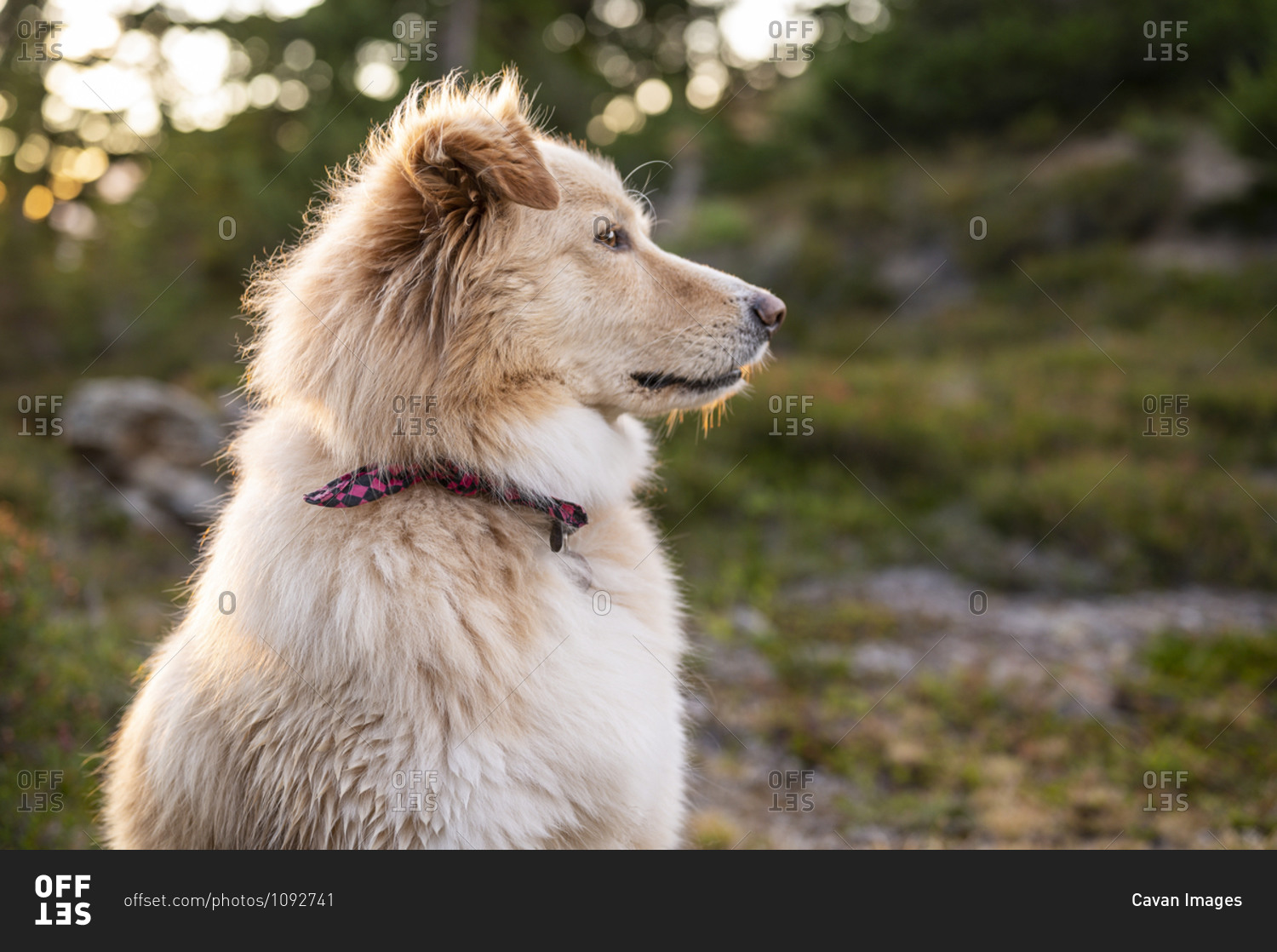 Side view of fluffy dog in the mountains at sunset