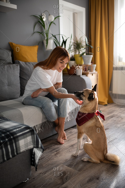 dog scratching pillow