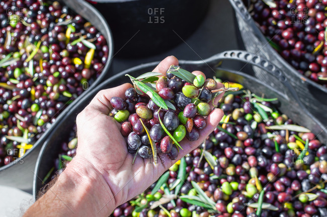 Farmer hand holding a handful of fresh harvested olives.