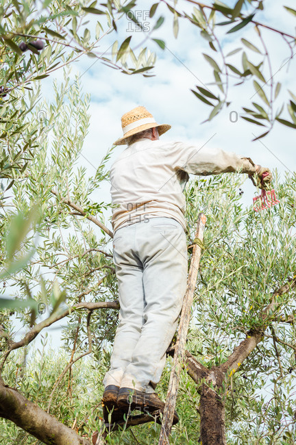 Farmer with straw hat on a ladder picking olives from the top of the tree.