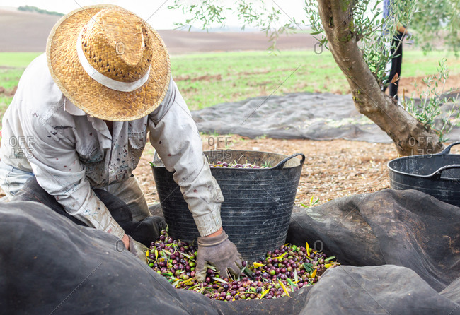 Crouching man with hat and protective gloves picking olives using a big bucket in the field.