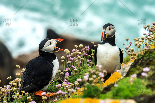 Animal life and birds in nature