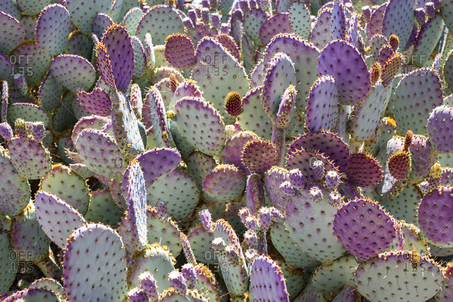 Purple tinted cacti growing outdoors