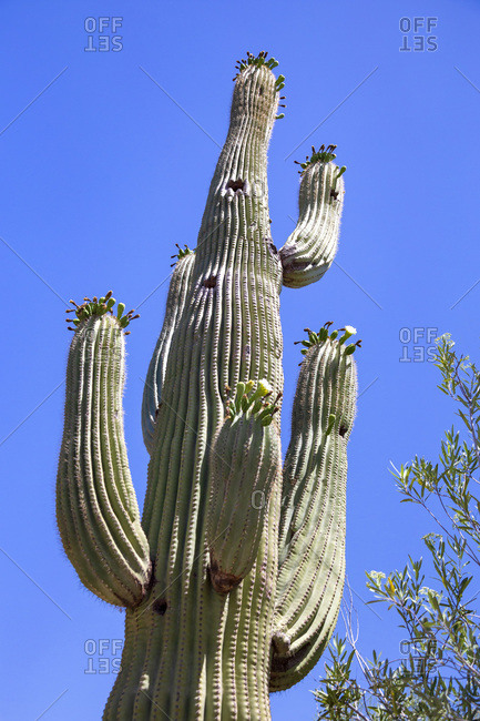 Cactus Stock Photos Offset