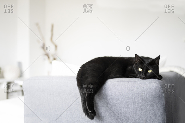 Black cat resting on sofa at home