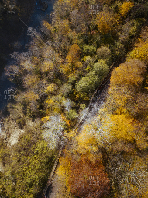 Aerial view of road stretching through autumn forest