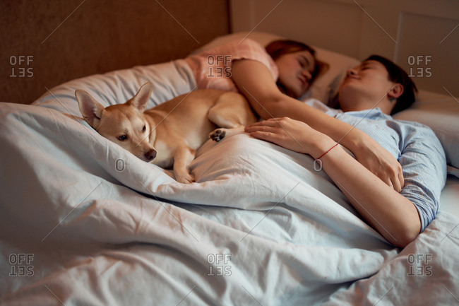 Loving couple of lesbian females lying in bed under blanket with dog while sleeping in morning at home