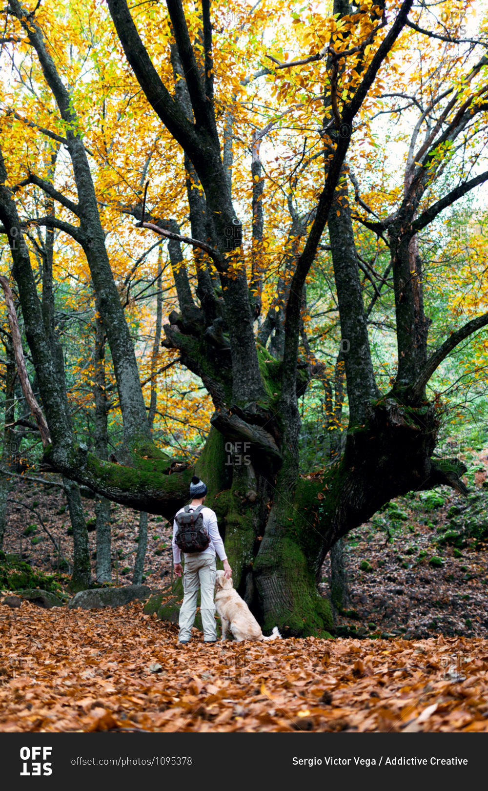 Back view of male standing with dog near huge tree in forest in fall