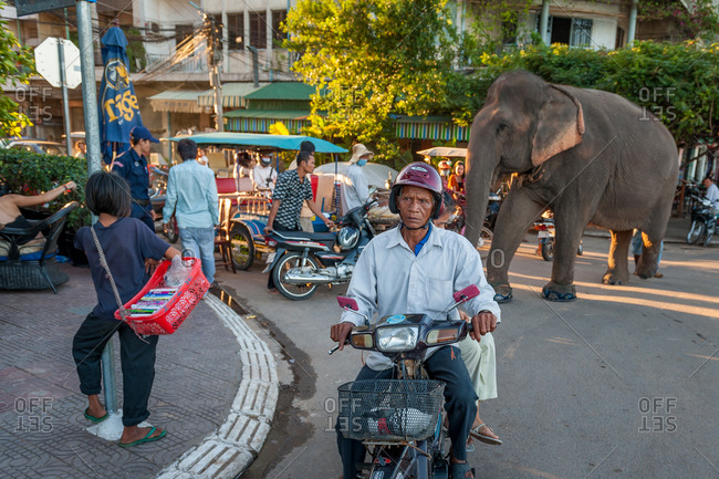 Sambo, Famous Elephant, Phnom Penh, Cambodia - 04 November 2009: Nations Capital Famous Elephant Walks Down Riverside Street Every Evening After Work At Wat Phnom And Stops For Snacks And Donor Restaurants.