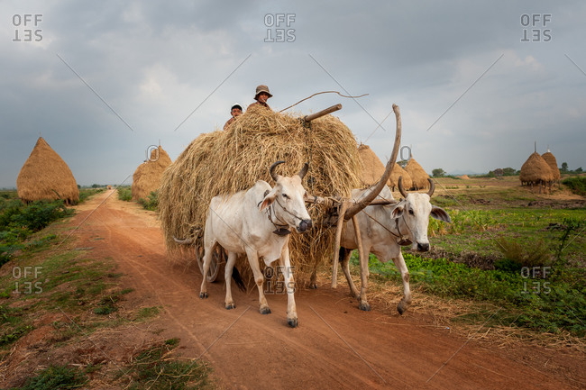 Cow Cart, On Red Dirt Road, Cambodia - 28 April 2010: Farmer Transporting Rice Hay Stack.