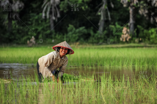 Transplanting Rice, Siem Reap, Cambodia - 03 August 2011: Local Khmer Lady Wears Conical Hat As She Spends The Day Working In Wet Paddy Fields.