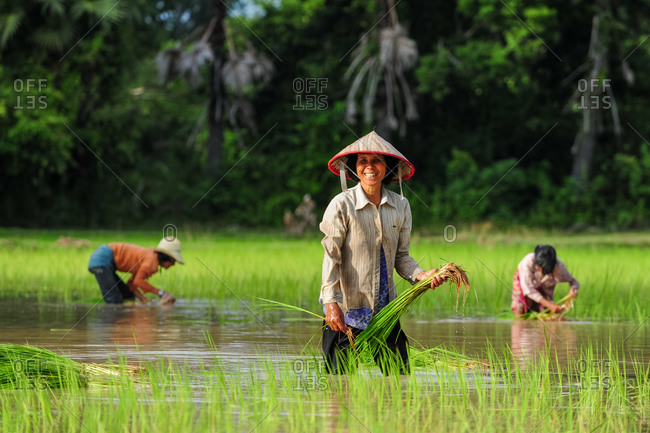 Transplanting Rice, Siem Reap, Cambodia 