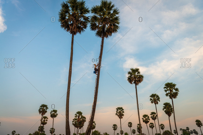 Kompong Chnang, Cambodia - 20 March 2013: Cambodian Farmers Climbs Bamboo Ladder To Collect The Palm Juice From Sugar Palm Trees In Plastic Containers Hung Over Night.