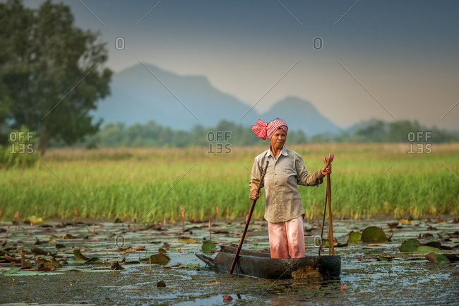 Water Lily Pond, Kampot Province, Cambodia - 14 October 2013: Khmer Lady Collecting Water Lilies Early In The Morning In Dug Out Canoe.