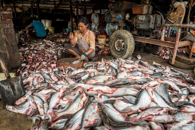 Fish Mongers, Battambang, Cambodia - 26 January 2014: Cambodian Lady Prepares Fresh Fish To Be Salted And Fermented To Make A National Favorite Fish Paste Called Prahok.