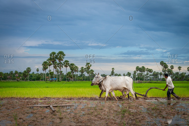Kompong Chnang, Cambodia - 28 July 2014: Cambodian Farmer Uses Traditional Method Of Single Forrow Plough Attached To Two Cows In Rice Paddy Fields.