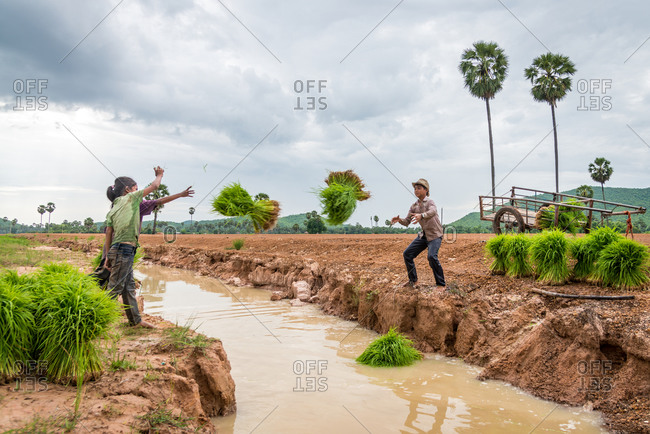 Kompong Chnang, Cambodia - 28 July 2014: Cambodian Children Help Out With Seasonal Work Of Transplanting Rice.