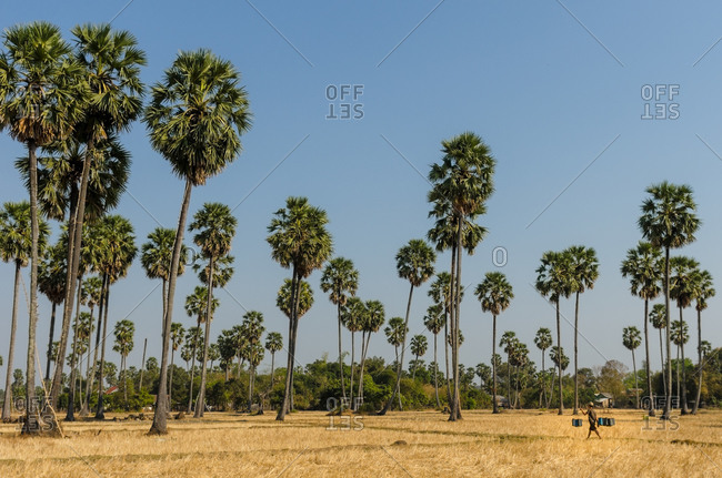 Kompong Chnang, Cambodia - 03 February 2011: Cambodian Farmer Collecting Palm Wine From Sugar Palm Trees.
