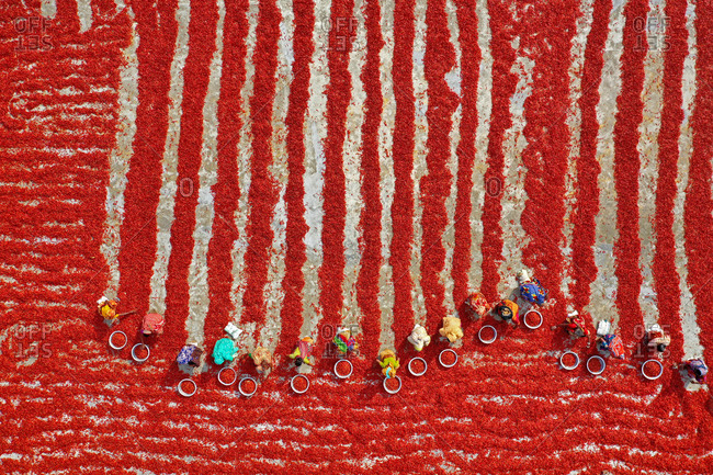 Aerial view of Woman picking red chilies using large bowls to sort the chilli peppers at this farm before they were delivered to spice companies to be made into powder in Bogura, Bangladesh.