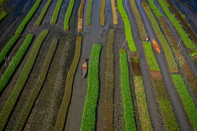 Aerial view of traditional floating garden and farmers cultivate up to 300 types of vegetable, navigating the channels between them by boat in Pirojpur, Barisal, Bangladesh.