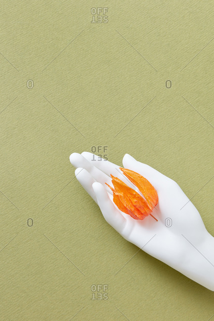 Plaster hand with yellow physalis flower composition on light green background with copy space