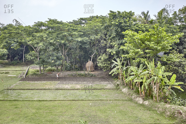 Bangladesh - April 29, 2013: A villager working on a rice paddy in Bangladesh
