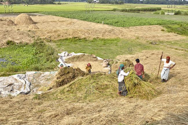 Bangladesh - April 29, 2013: Villagers harvesting rice in a rice paddy in rural Bangladesh