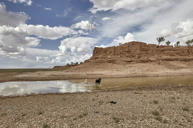 Dogs swimming in a freshwater lake in Gobi desert, Mongolia