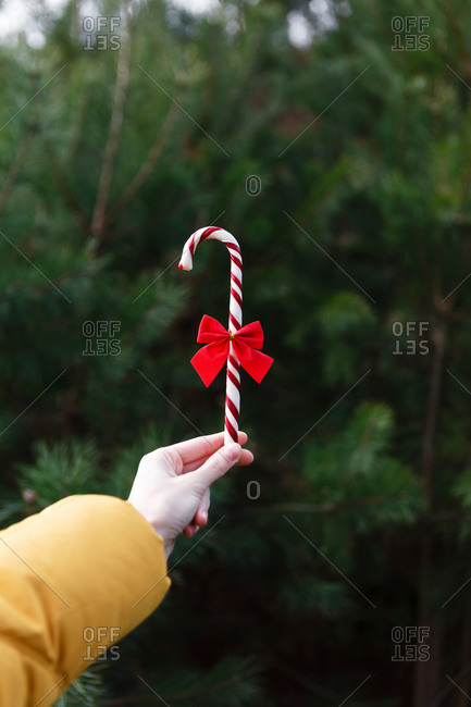 The young female woman in a yellow winter jacket is standing between the pine trees in the  green forest and holding Christmas cane candy