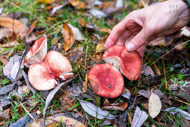 From above of crop anonymous traveler picking red mushrooms growing in autumn forest in Sierra de Madrid