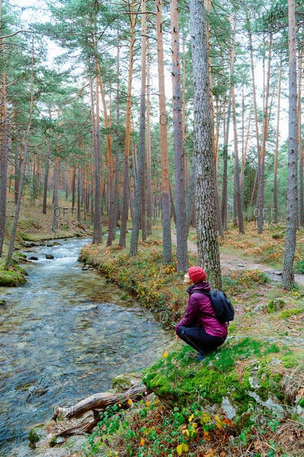 Side view of unrecognizable female adventurer in warm outfit resting on shore of narrow creek flowing between pine trees in autumn woodland in Sierra de Madrid in Spain