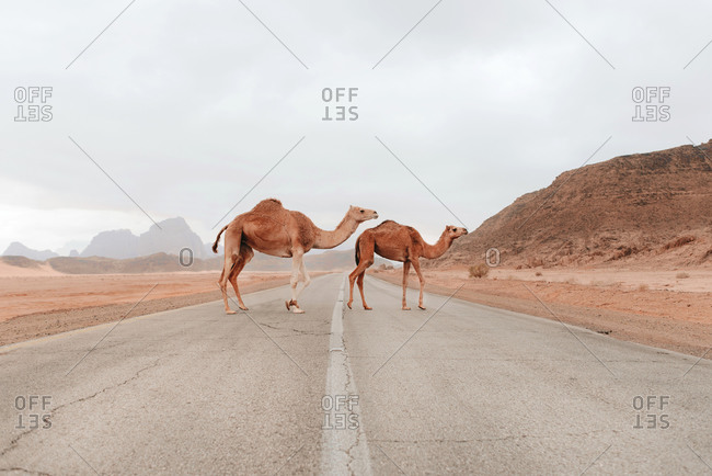 Wild fluffy camels standing on dry sandy ground in sandstone valley in Wadi Rum and looking at camera