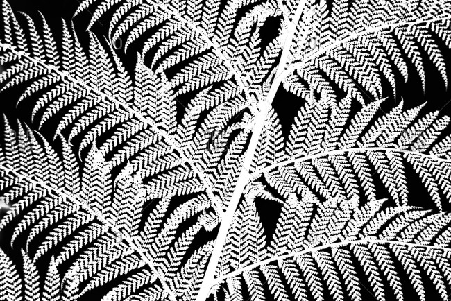 Inverted black and white close-up photography series of detail of tree fern leaves