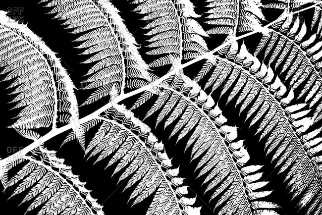 Inverted black and white close-up photography series of detail of tree fern leaves