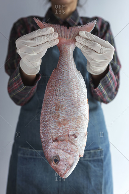 Unrecognizable crop chef wearing apron and gloves standing with raw bream fish in studio