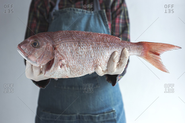 Unrecognizable crop chef wearing apron and gloves standing with raw bream fish in studio