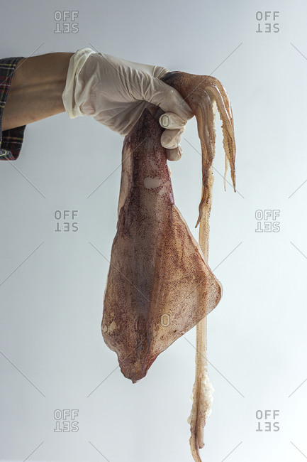 Unrecognizable crop chef in gloves standing with raw squid meat in studio