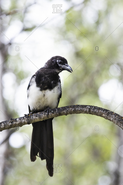 Wild black-billed Magpie perched on a branch among green leaves